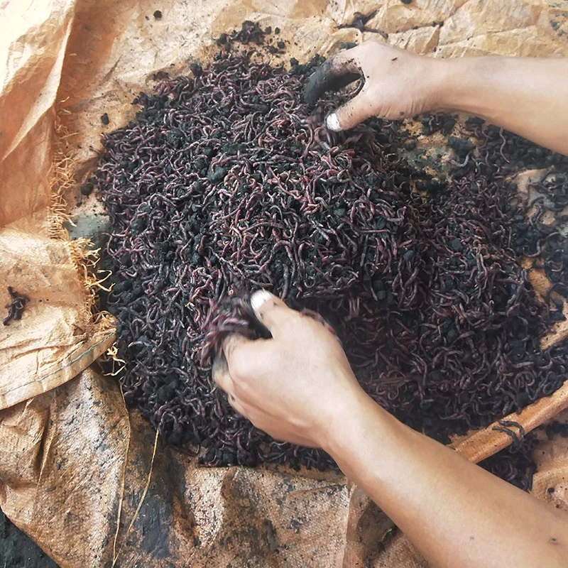 Earth Worm Granular Fertilizer